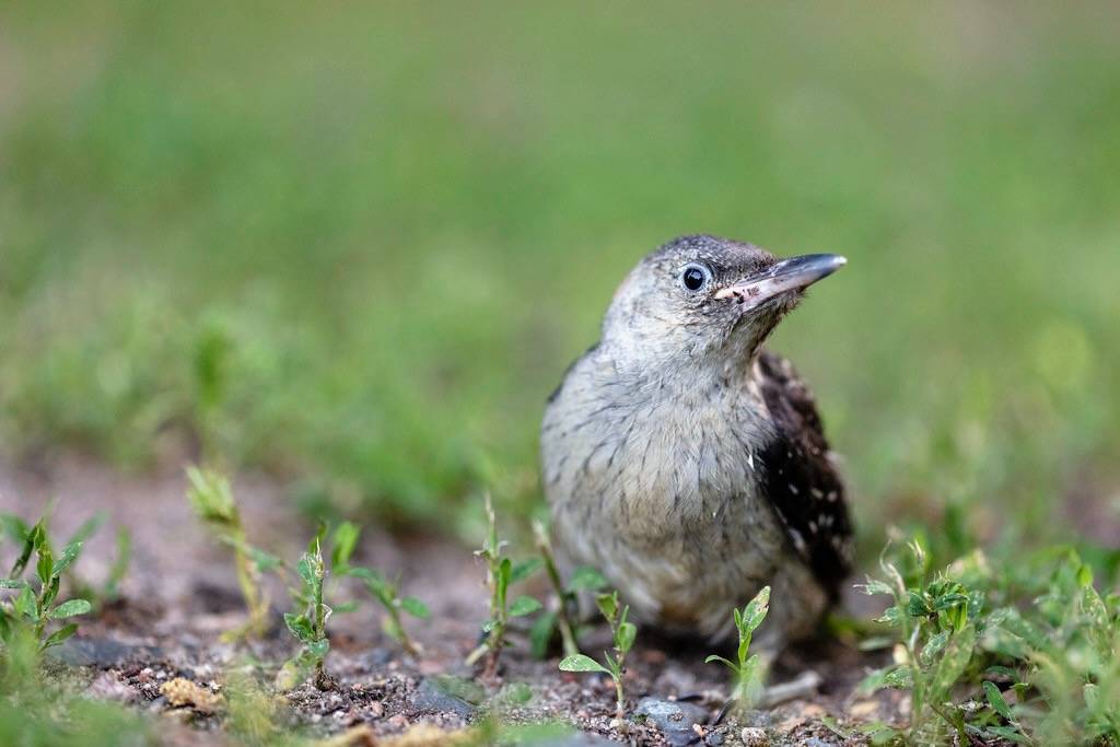 Fledgling Red-bellied woodpecker in McGregor, Minnesota by Lorie Shaull is licensed under CC BY 2.0.